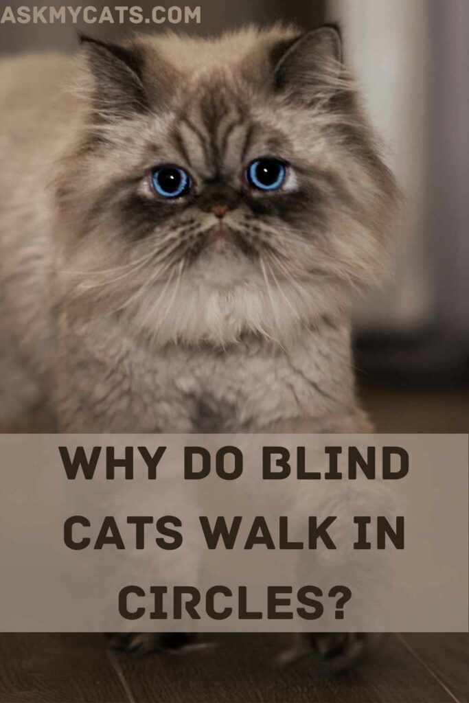 Why Do Blind Cats Walk In Circles?