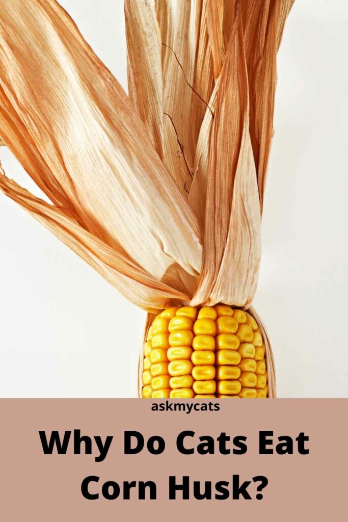 Why Do Cats Eat Corn Husk?