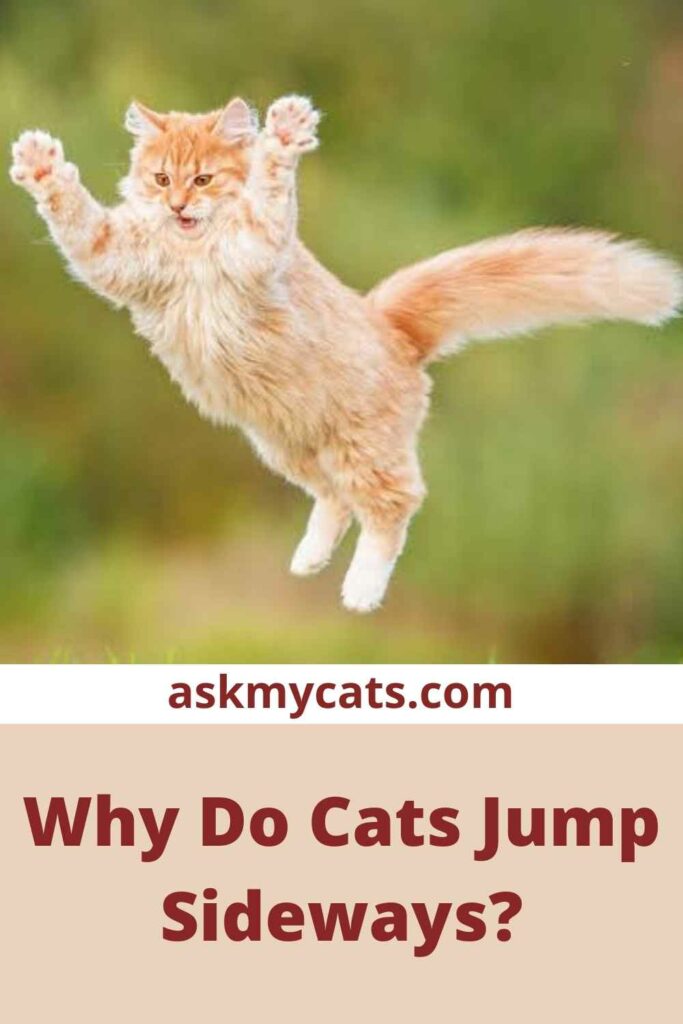 Why Do Cats Jump Sideways?