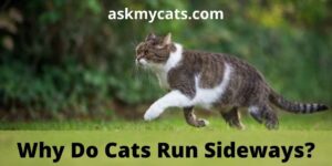 Why Do Cats Run Sideways?