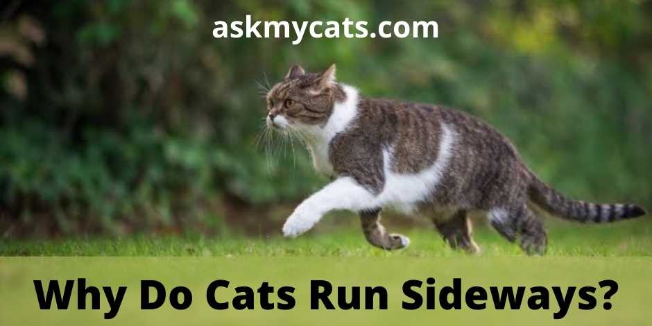 Why Do Cats Run Sideways?