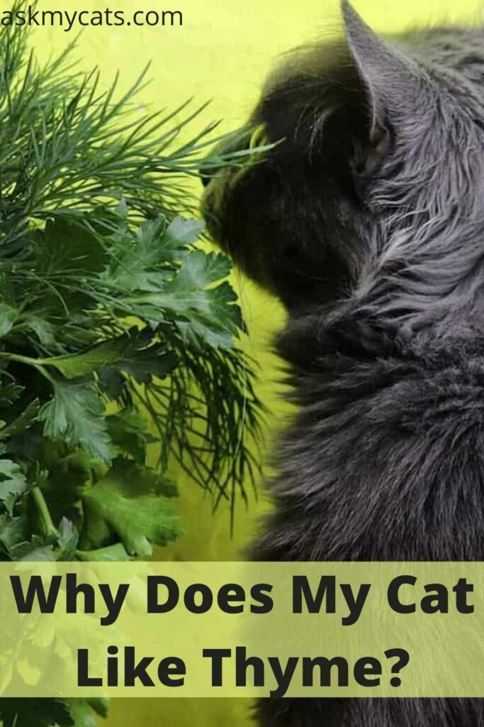 Why Does My Cat Like Thyme?