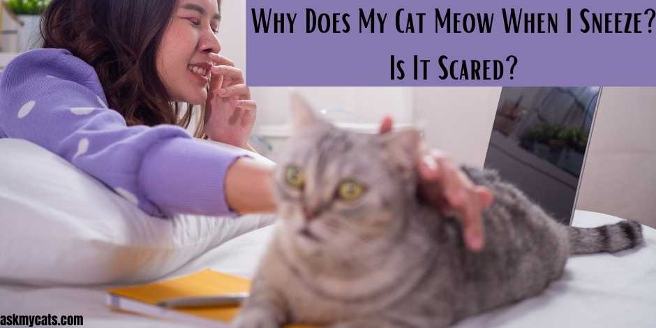 Why Does My Cat Meow When I Sneeze? Is It Scared?