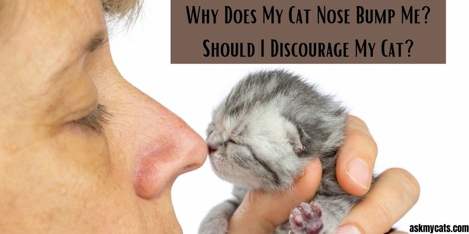 Why Does My Cat Nose Bump Me?