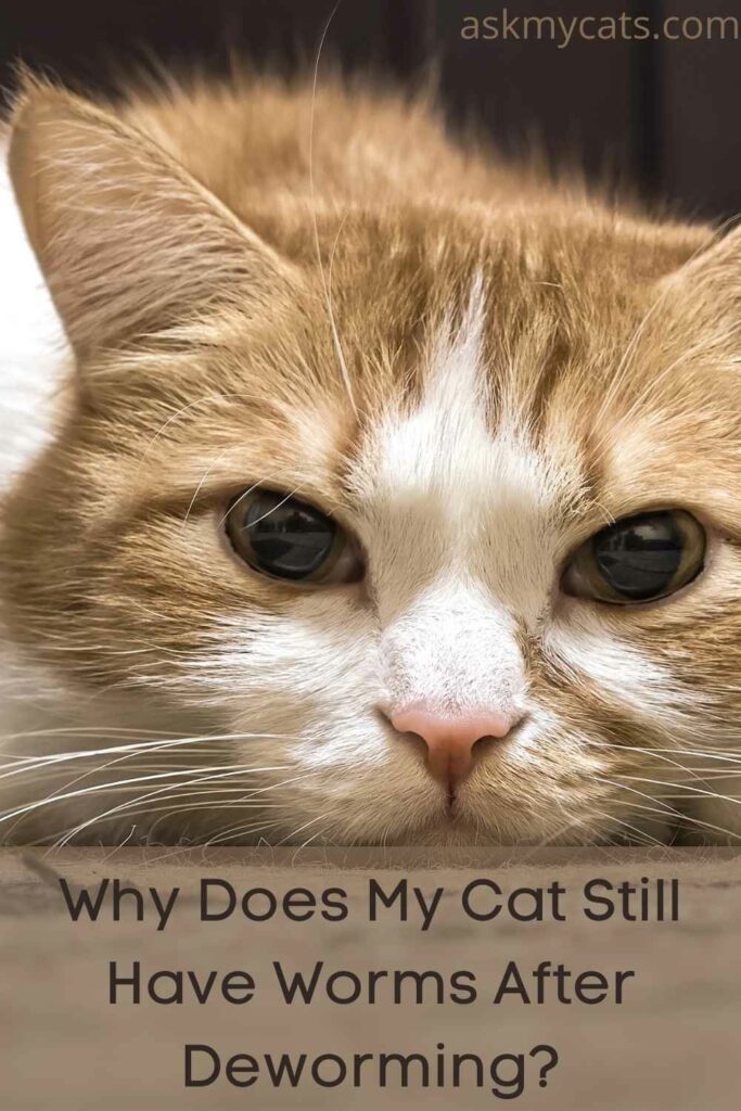 what to expect after deworming my cat