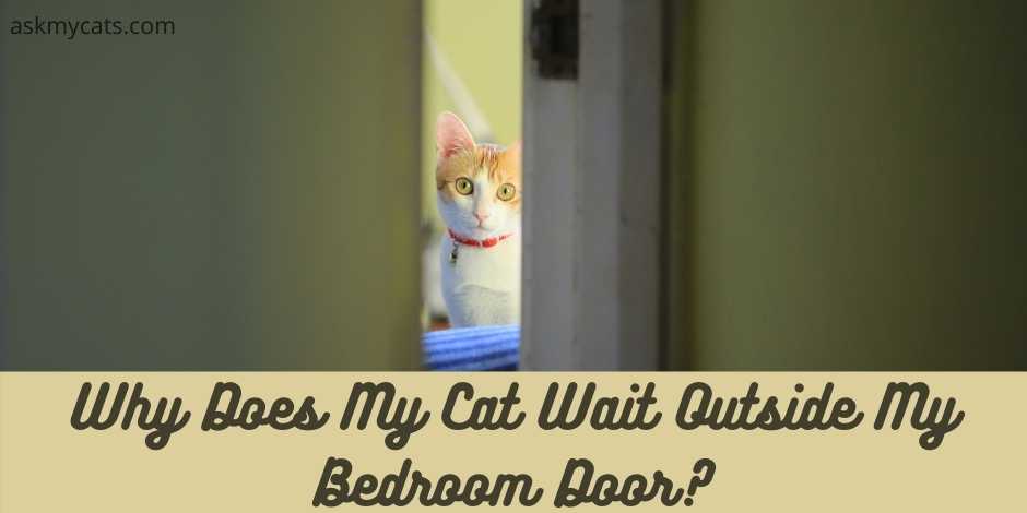 Why Does My Cat Wait Outside My Bedroom Door?