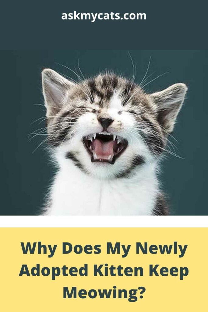 Why Does My Newly Adopted Kitten Keep Meowing?