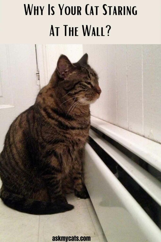 Why Is Your Cat Staring At The Wall?