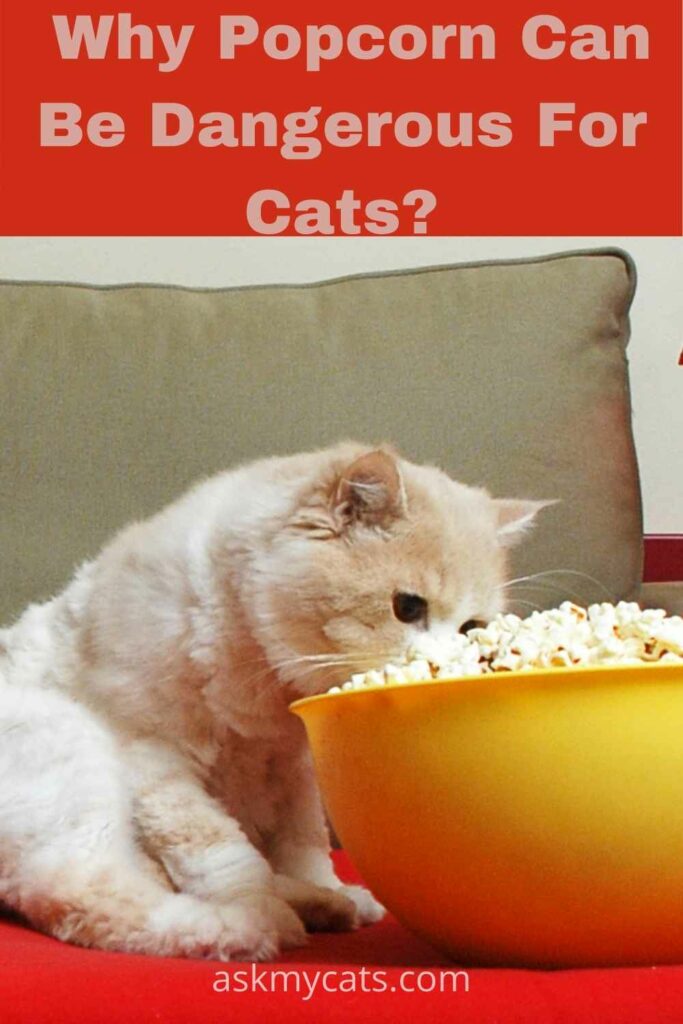 why popcorn can be dangerous for cats?