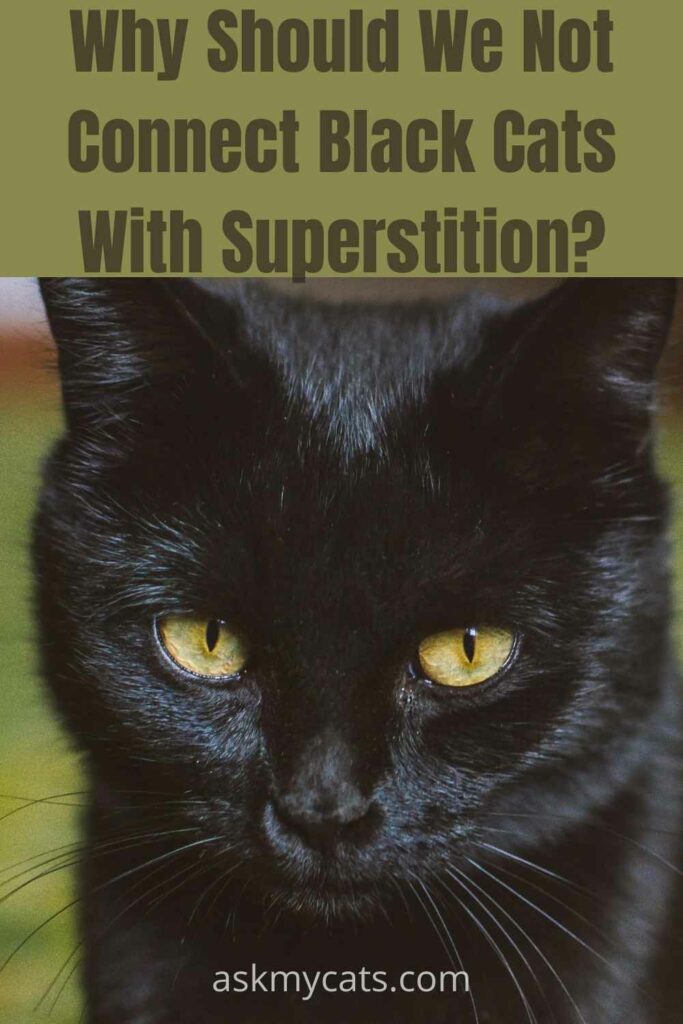 why should we not connect black cats with superstition?