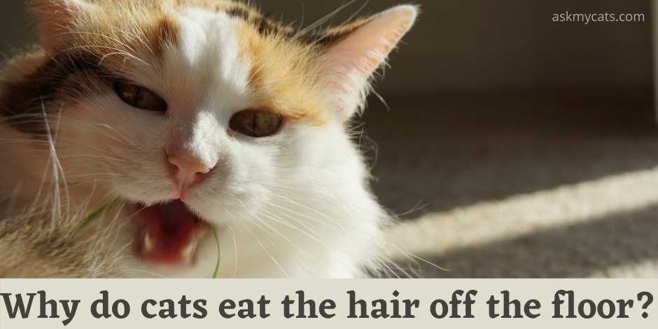 why do cats eat hair off the floor