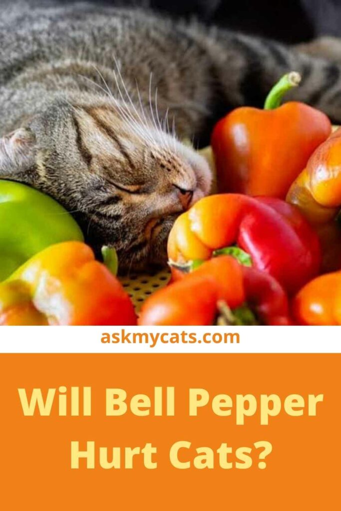 Will Bell Pepper Hurt Cats?