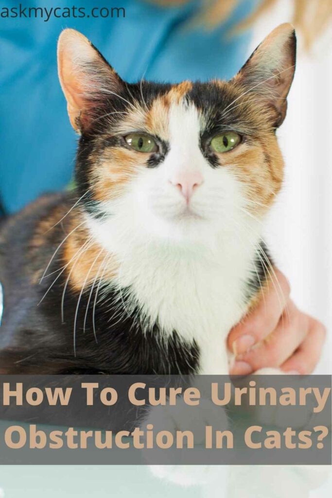 How To Cure Urinary Obstruction In Cats?