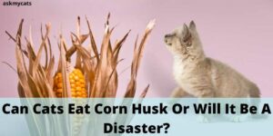 Can Cats Eat Corn Husk Or Will It Be A Disaster?