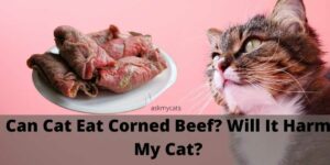Can Cat Eat Corned Beef? Will It Harm My Cat?