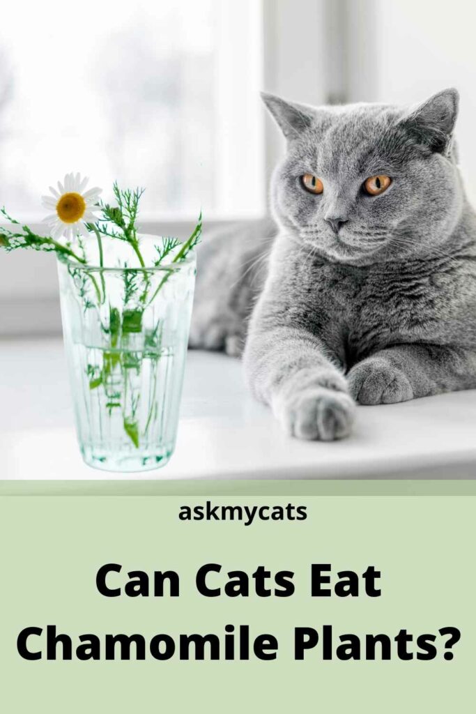 can cats eat chamomile plants