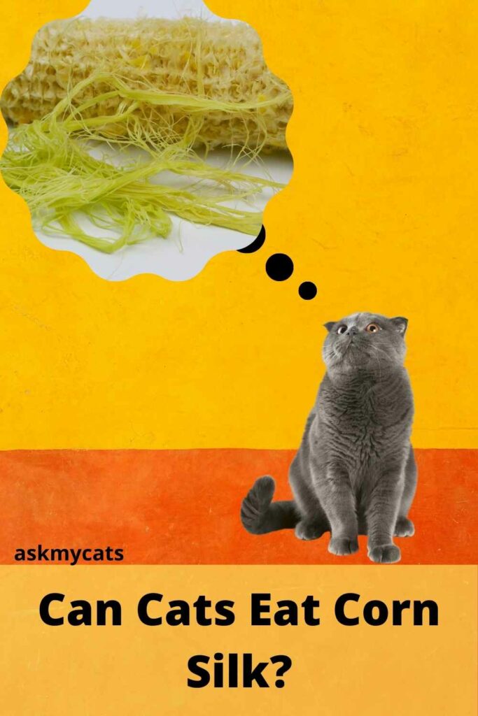 Can Cats Have Corn Silk?