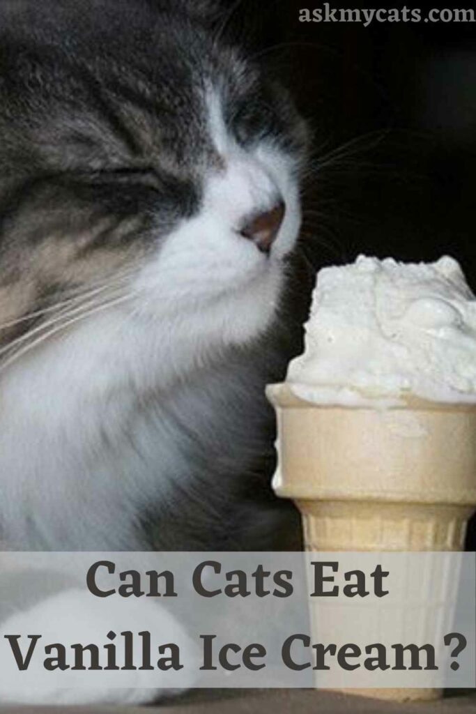 Can Cats Eat Vanilla Ice Cream?