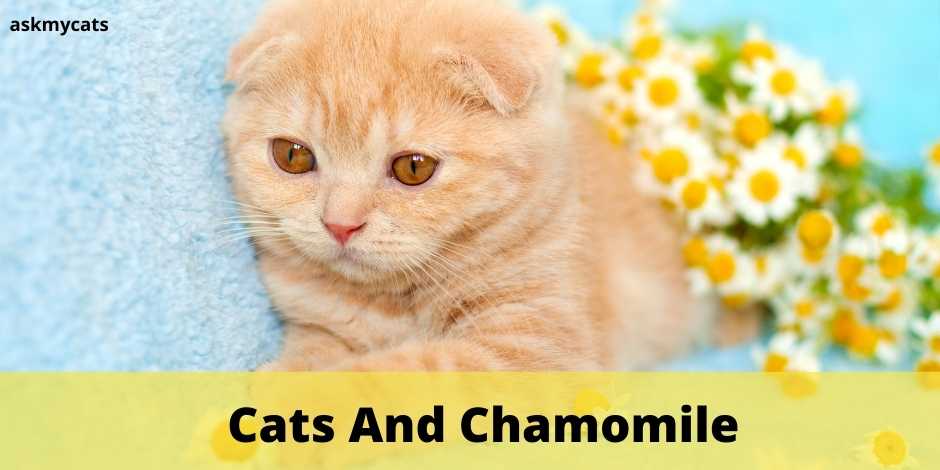 Cats And Chamomile. Here’s What You Should Know About Chamomile Before Serving It To Your Cat!