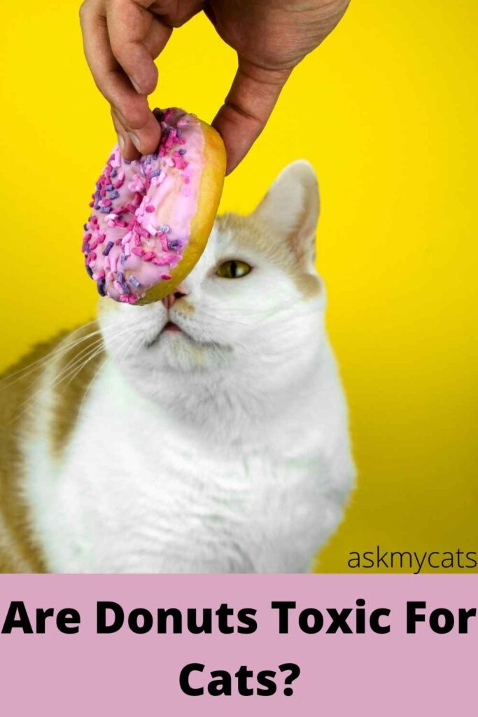 Are Donuts Toxic For Cats?