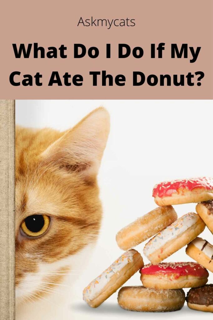 What Do I Do If My Cat Ate The Donut?