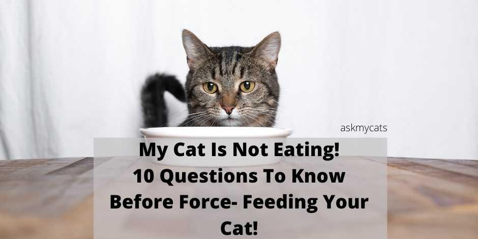 My cat is not eating! 10 questions to know before force feeding your cat!