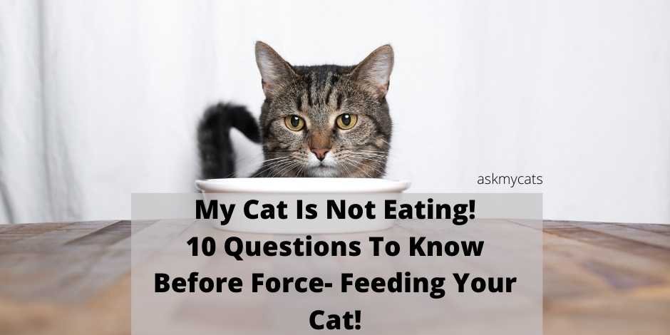 My Cat Is Not Eating 10 Points To Know Before Force Feeding Your Cat