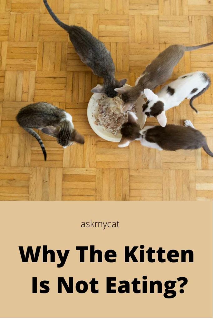 why the kitten is not eating?