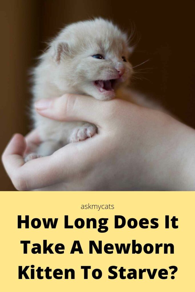 How long does it take a newborn kitten to starve?
