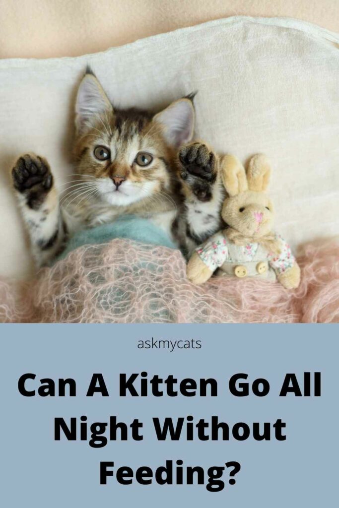 can a kitten go all night without feeding?