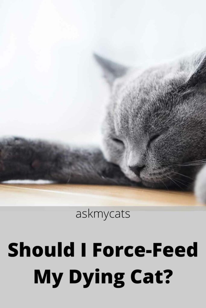 should i force-feed my dying cat?