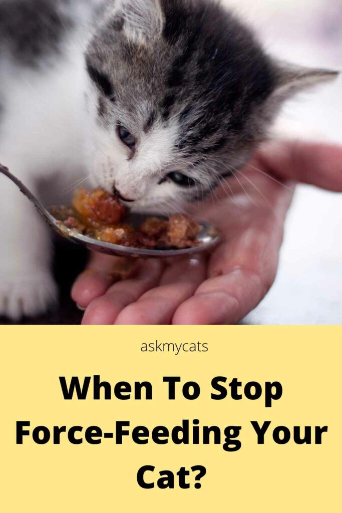 when to stop force-feeding your cat?