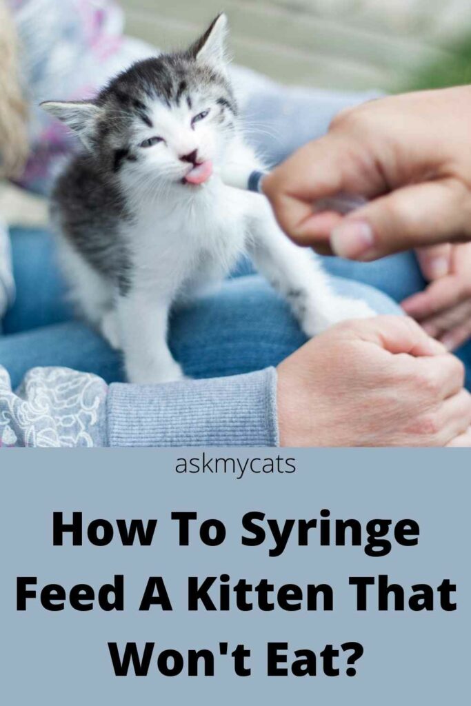 how to syringe feed a kitten that won't eat?