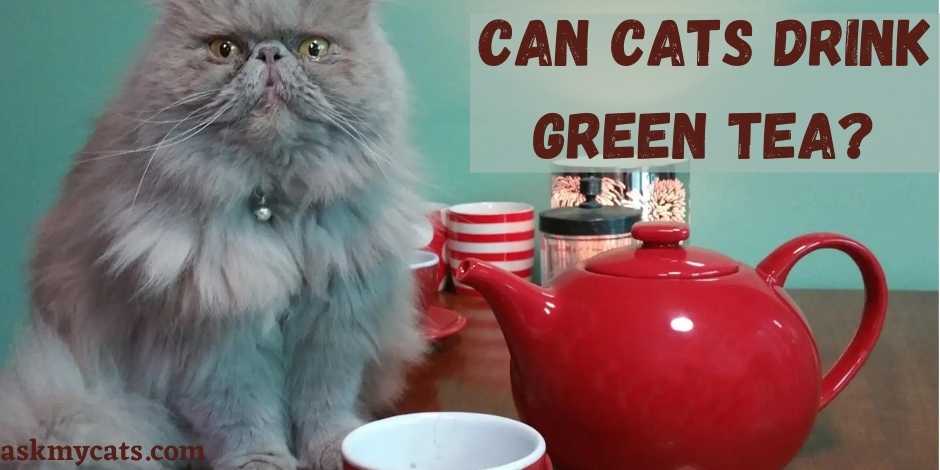 Can Cats Drink Green Tea?