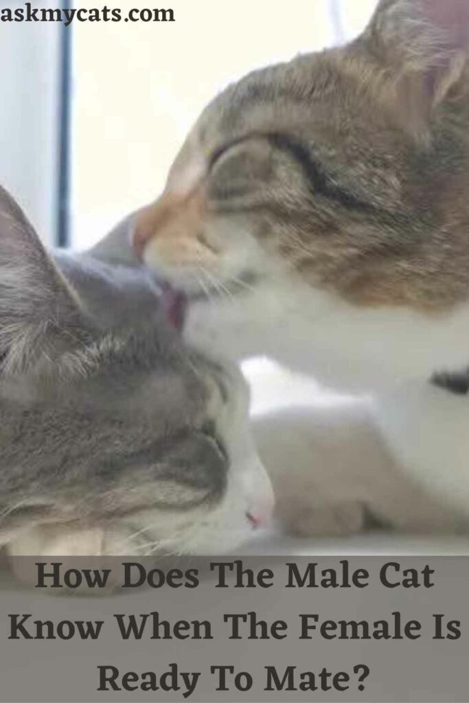 How Does The Male Cat Know When The Female Is Ready To Mate?