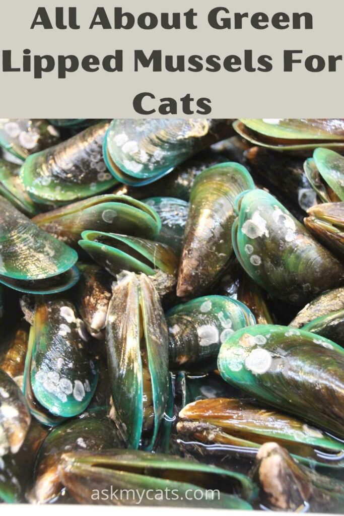 all bout green lipped mussels for cats