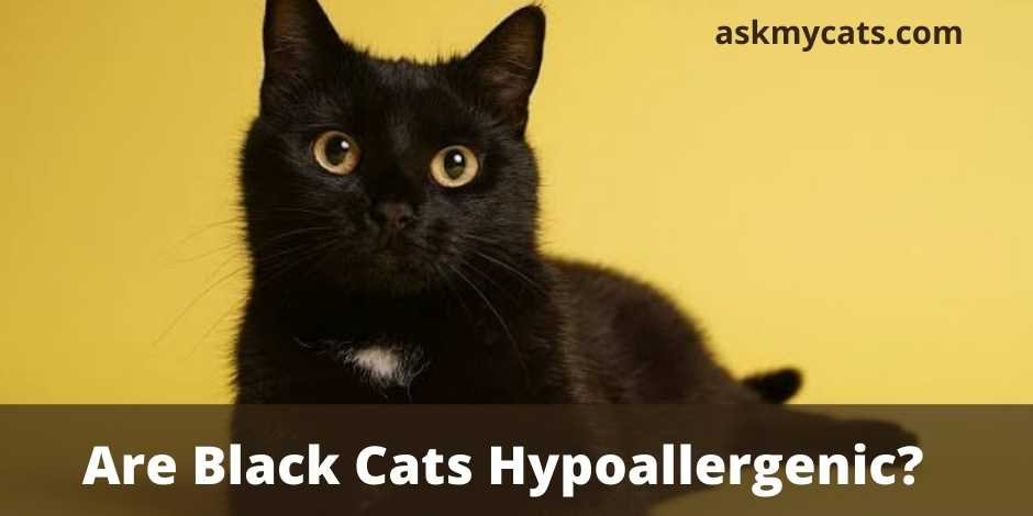 Are Black Cats Hypoallergenic? Do Black Cats Cause More Allergies?