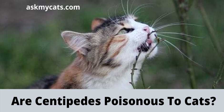 Are Centipedes Poisonous To Cats?