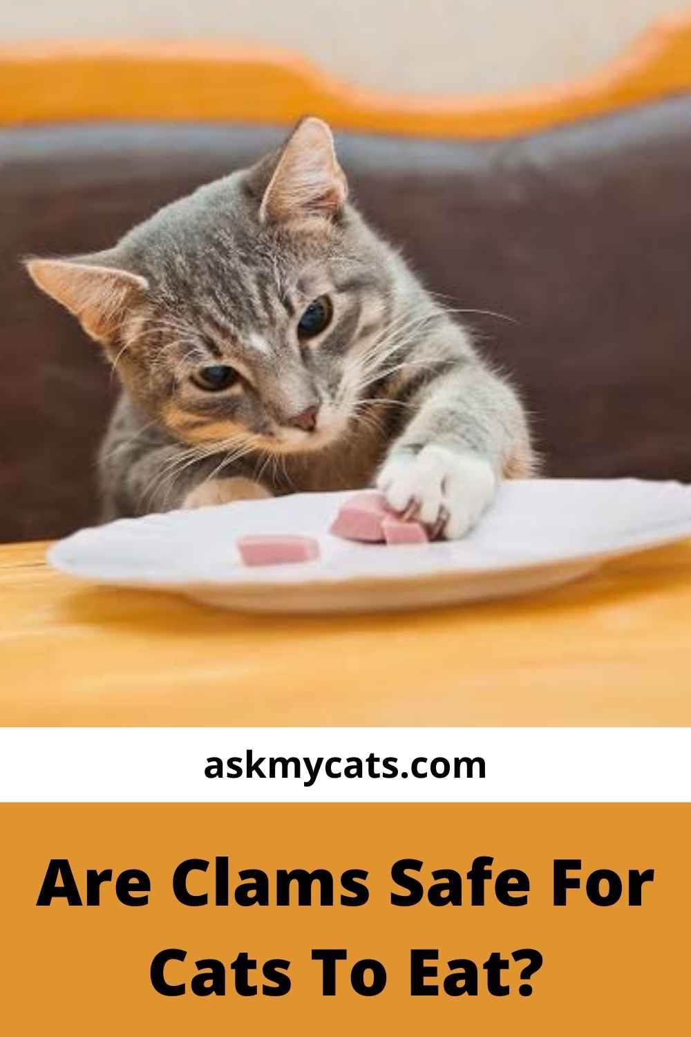 Can Cats Eat Clams? Are Clams Good For Cats?