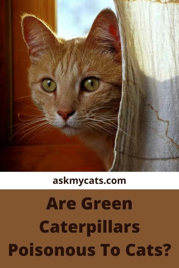 Are Green Caterpillars Poisonous To Cats?