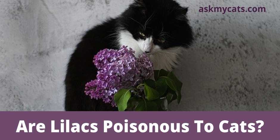 Are Lilacs Poisonous To Cats?