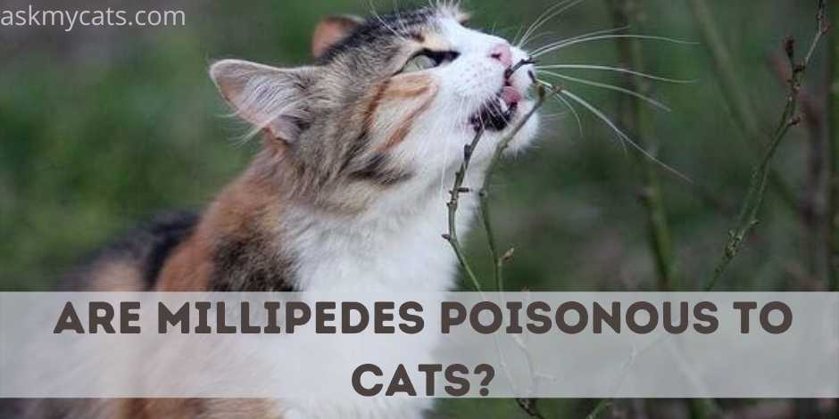 Are Millipedes Poisonous To Cats?