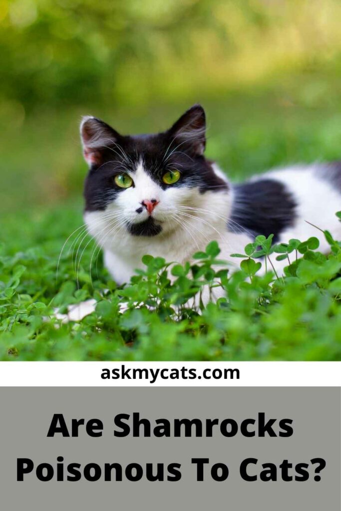 Are Shamrocks Poisonous To Cats?