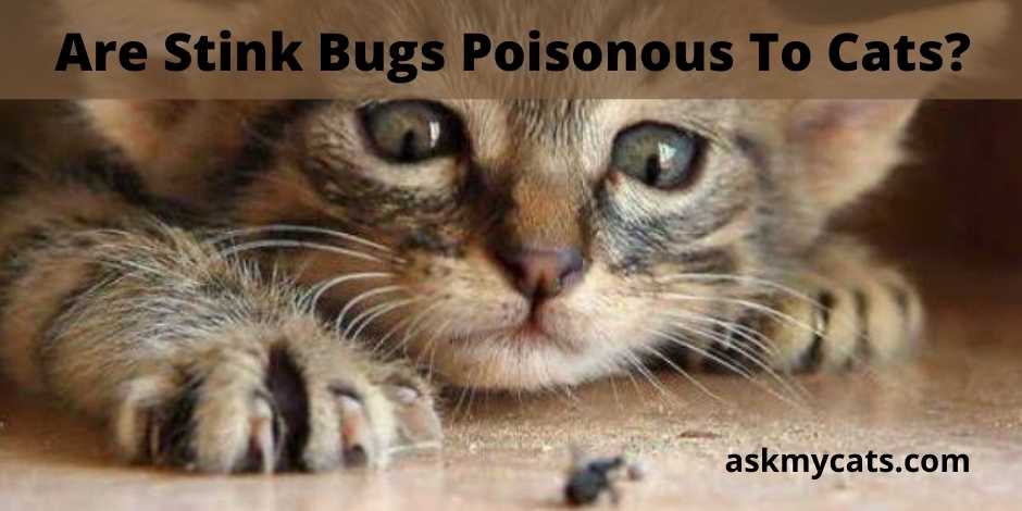 Are Stink Bugs Poisonous To Cats?