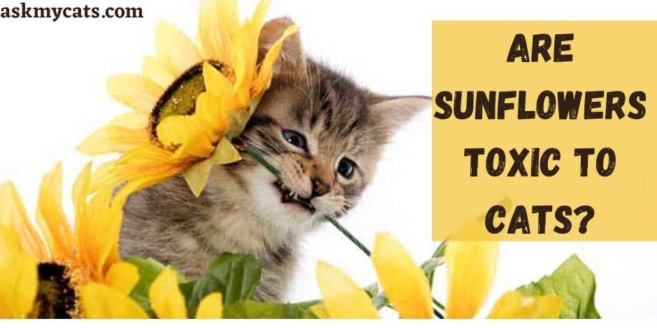 Are Sunflowers Toxic To Cats?