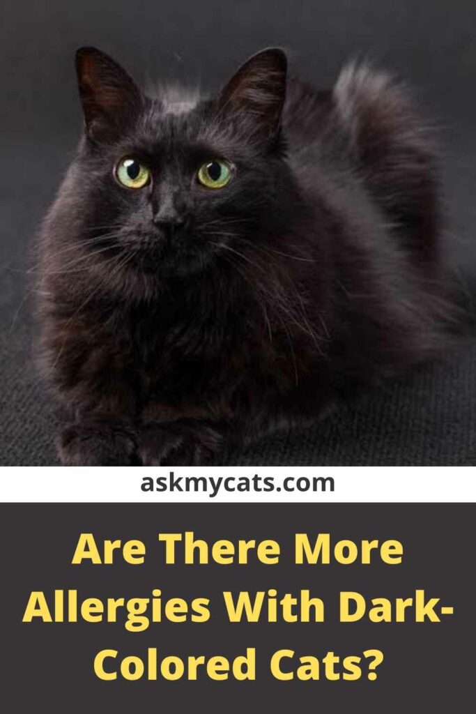 Are There More Allergies With Dark-Colored Cats?