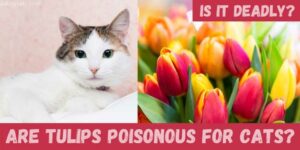 Are Tulips Poisonous To Cats? What To Do For Tulip Toxicity?