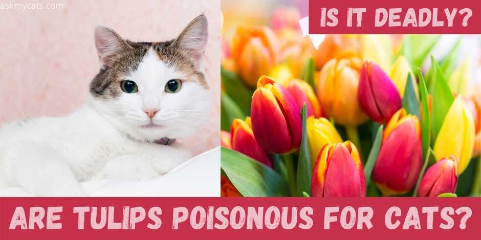 are tulips poisonous for cats?