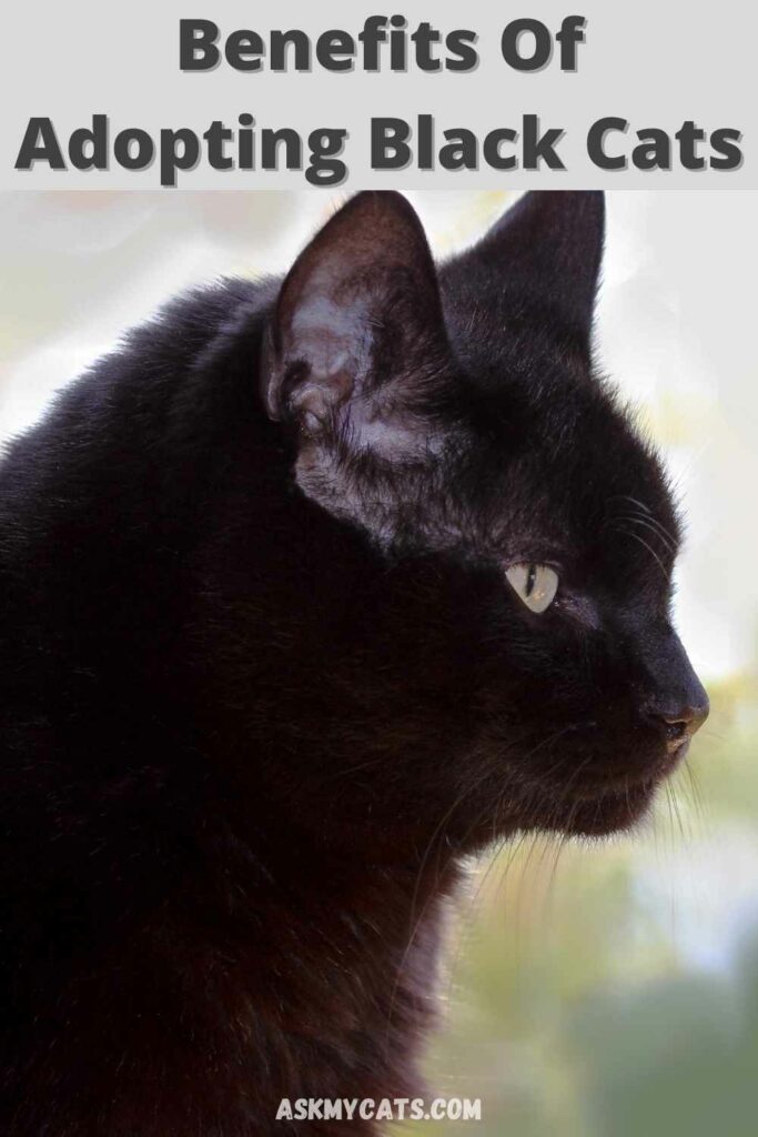 benefits of adopting black cats