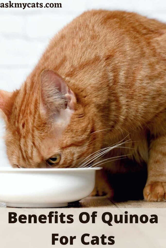Benefits Of Quinoa For Cats